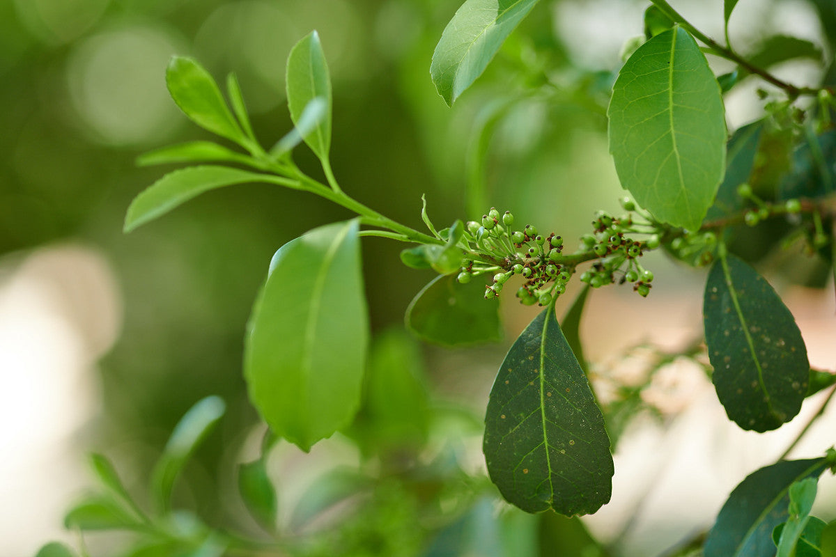 Ilex Paraguariensis : La plante du maté