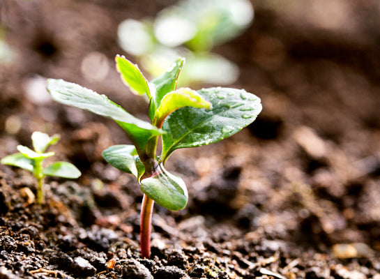 Origine maté La Bombilla